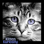 Join the Kitten Kuriosity Webring!